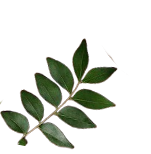 Animation Image